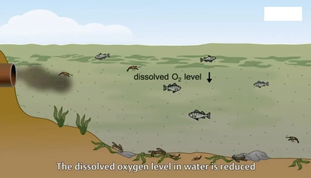 effect of excess nitrogen fertilizer on environment